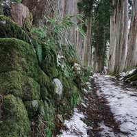 奥社杉並木の脇に続く奥社院坊跡の苔むした石垣の写真