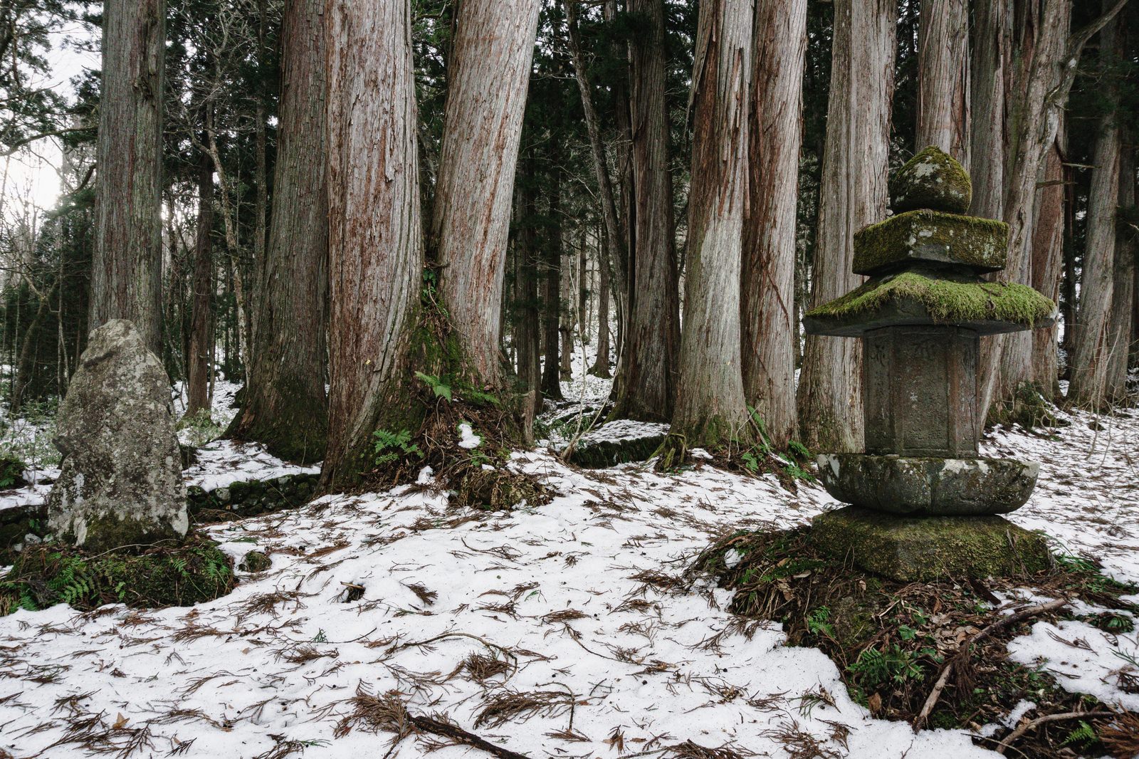 雪残る戸隠の境内で石碑と塔の背後に立つ杉並木