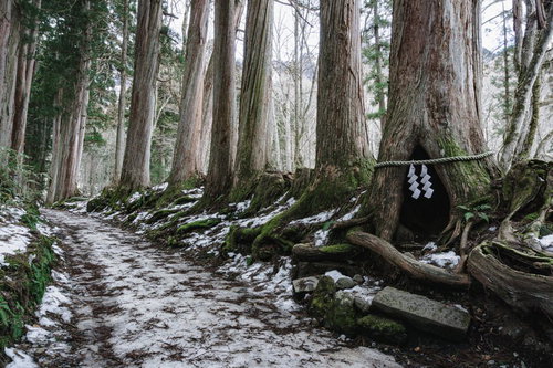 戸隠奥社の杉並木と祠