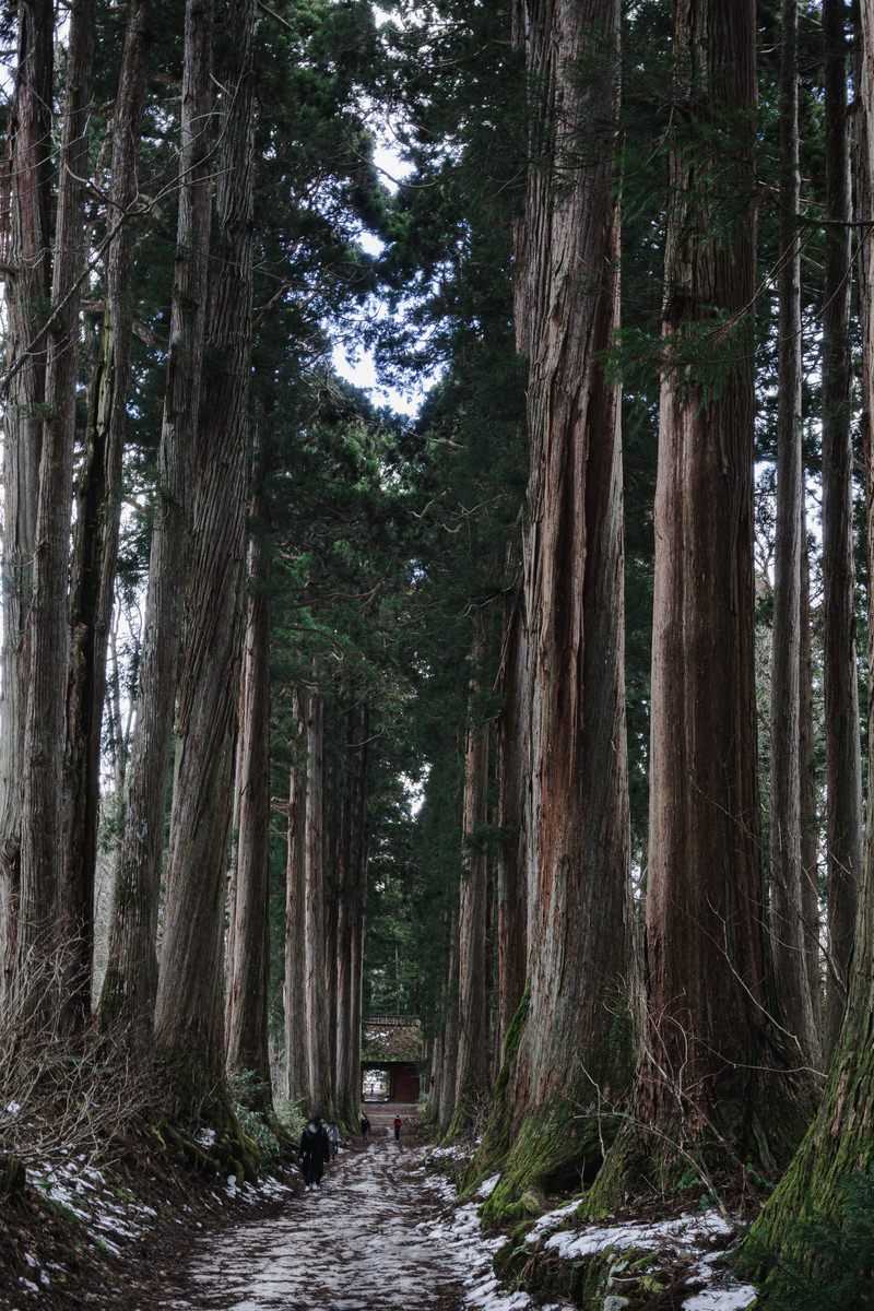 戸隠神社の奥社側から撮影した杉並木の参道と奥に見える赤い随神門