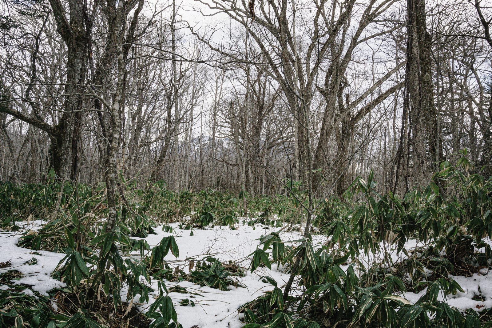 戸隠の森で冬枯れした木々の足元に残雪と熊笹が見える風景