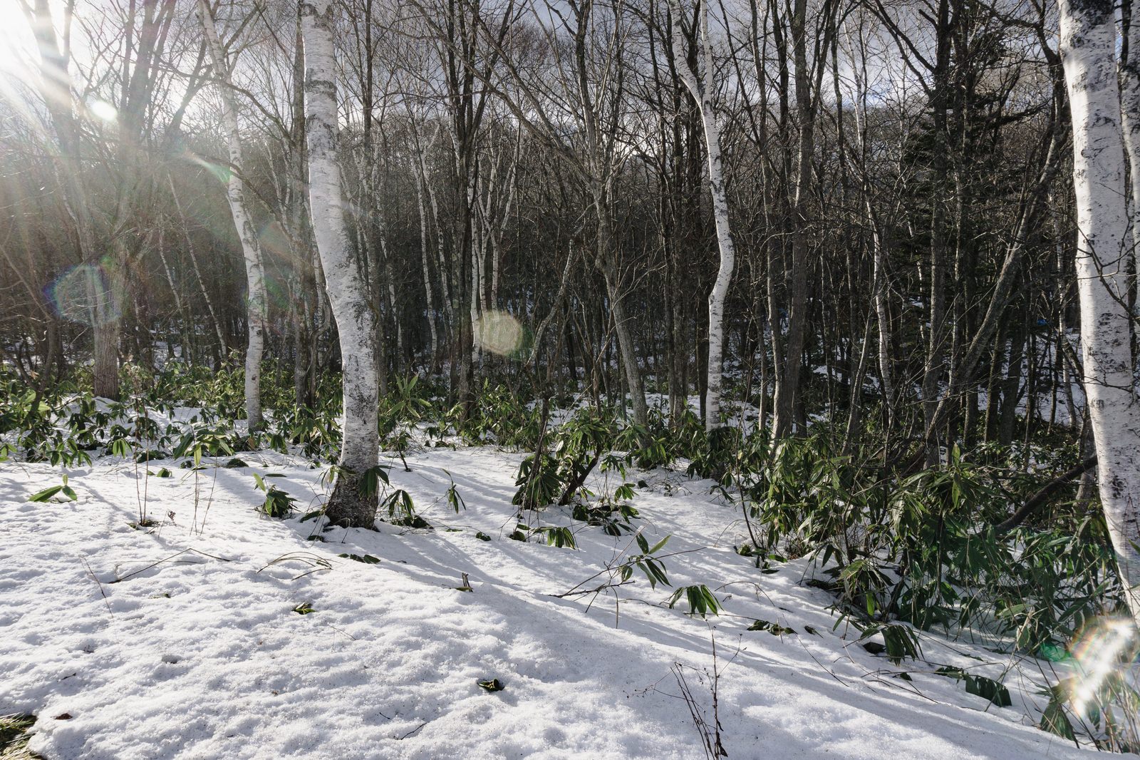 雪に埋もれた白樺の林に光芒が差し込む冬の戸隠の風景