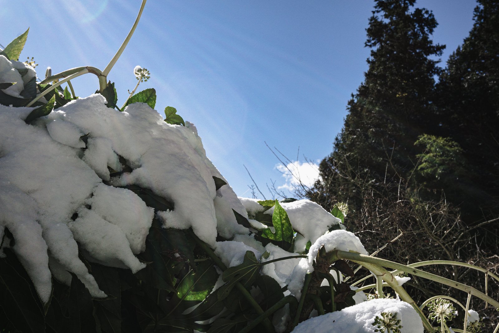雪に埋もれた緑のヤツデの葉と光芒が差し込む冬の風景