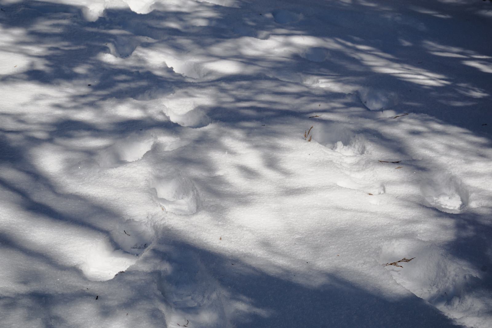 雪上に残された足跡と木々の影が作り出す自然なパターン