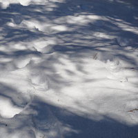 木々の影と足跡が模様を描く雪上の様子の写真