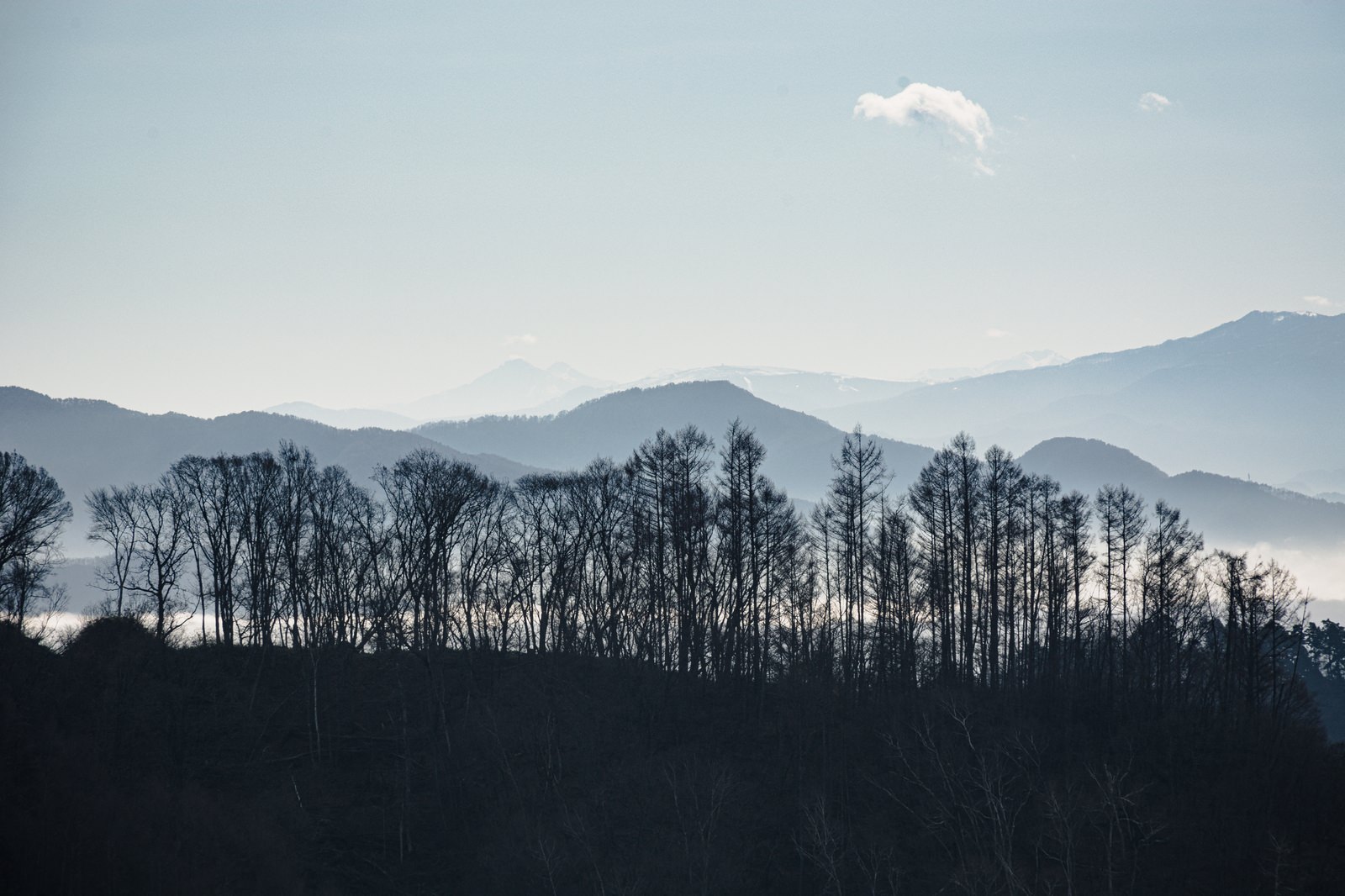 雲海に覆われた山々を背景に、冬枯れした樹木が立ち並ぶ葛山城跡の風景