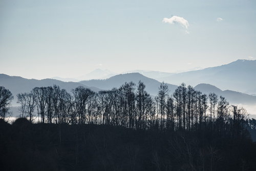 雲海と山々を背景にして冬枯れの木々が立ち並ぶ葛山城（かつらやまじょう）跡