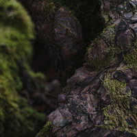 ごつごつした岩のようにも見えるうろの縁の木肌の写真