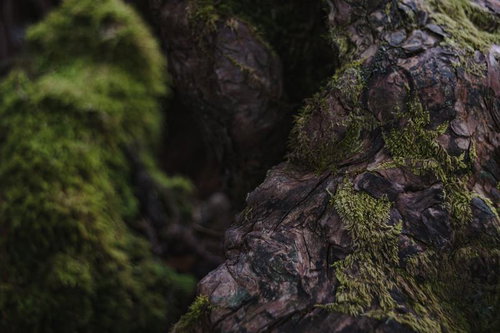 ごつごつした岩のようにも見えるうろの縁の木肌