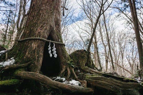 鉄道会社のCMで有名になった杉の祠
