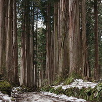 法燈国師母公祈願観音堂跡 宝篋印塔入口の碑と雪の残る杉並木の写真