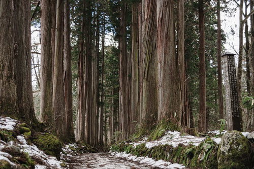 法燈国師母公祈願観音堂跡 宝篋印塔入口の碑と雪の残る杉並木