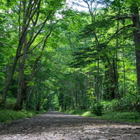 戸隠神社奥社随神門へと向かう森の中の参道の写真