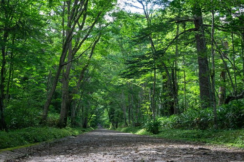 戸隠神社奥社随神門へと向かう森の中の参道