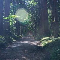 日差しこぼれる参道とその向こうに見える随神門の写真