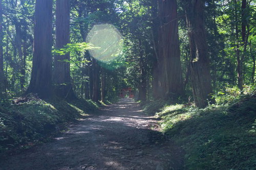 日差しこぼれる参道とその向こうに見える随神門