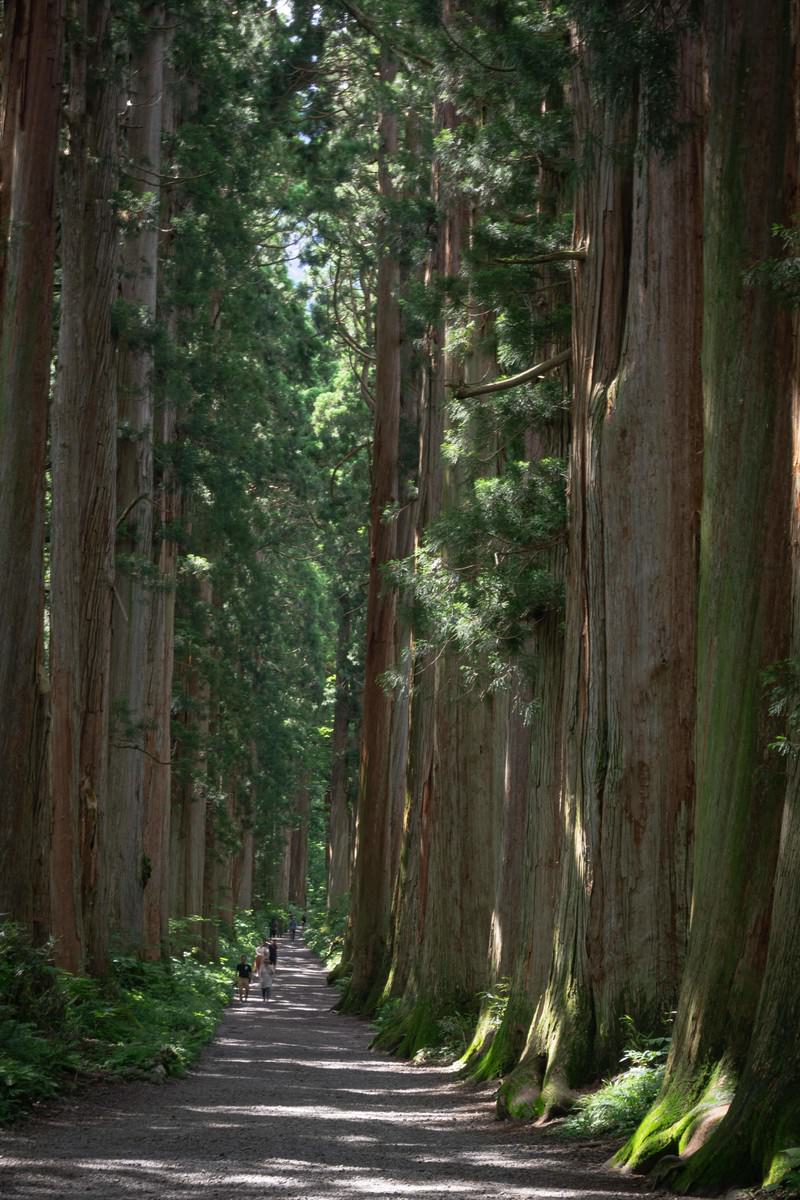 戸隠神社の境内にある樹齢約400年のクマスギの巨木の並木道