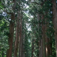 奥社杉並木の枝の隙間から見える空の写真