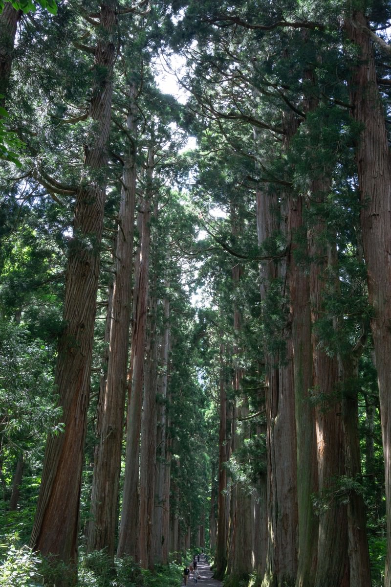 戸隠神社奥社杉並木の巨大なクマスギの枝の間から見える空