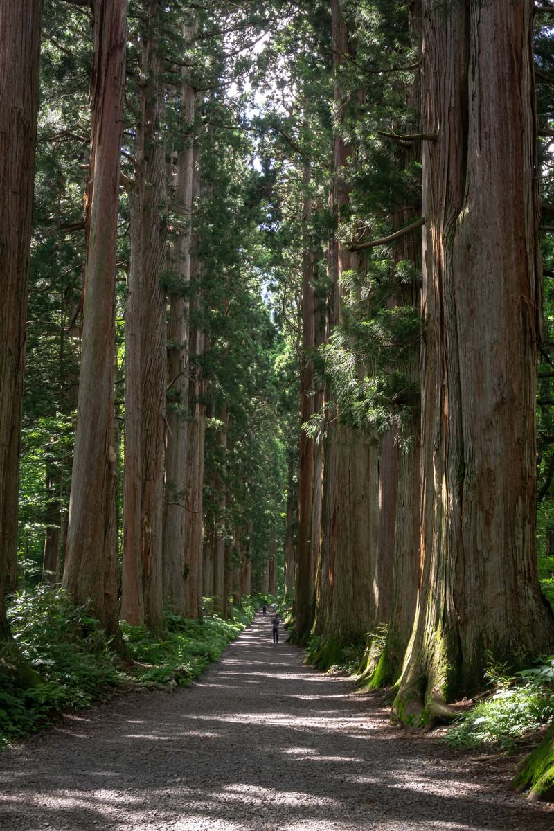 戸隠神社奥社の参道に立ち並ぶ樹齢約400年のクマスギの杉並木