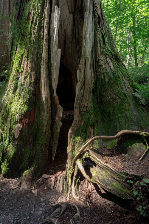 大きな裂け目のように開いたうろ