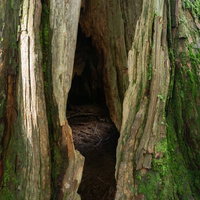 別に空いた穴から光が入り明るく見えるうろの中の写真