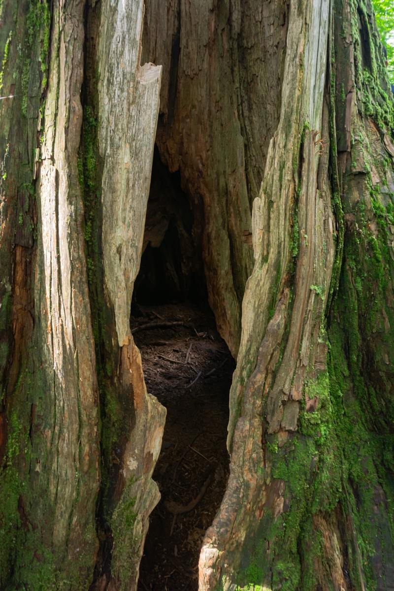 戸隠神社の大木のうろの内部、光が差し込み明るく照らされた穴