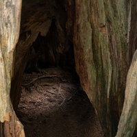 細かい木くずや枝などが積もるうろの中の写真