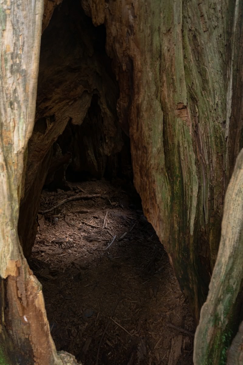 戸隠神社の大木のうろの中に木くずや小枝が積もっている様子