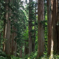 行き交う人が丁度絶え木漏れ日だけが彩る杉並木の写真