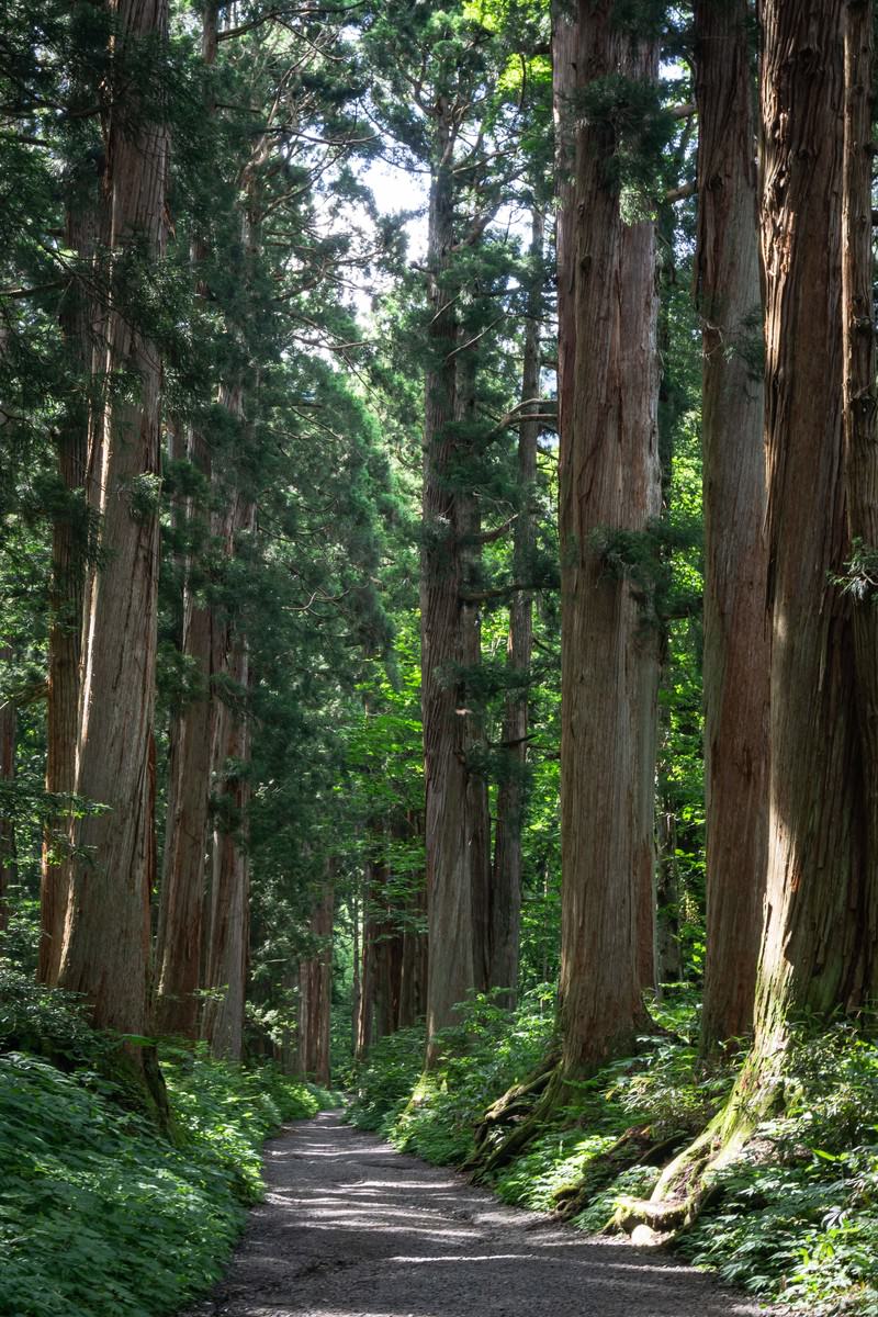 戸隠神社の参道、杉の巨木が立ち並ぶ並木道に木漏れ日が差し込む様子