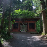 夏の信州の陽がこぼれる随神門の茅葺屋根の緑の写真