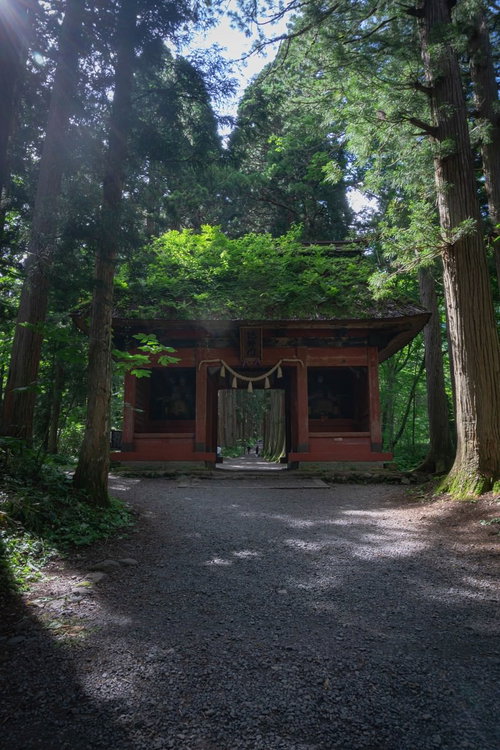 夏の信州の陽がこぼれる随神門の茅葺屋根の緑