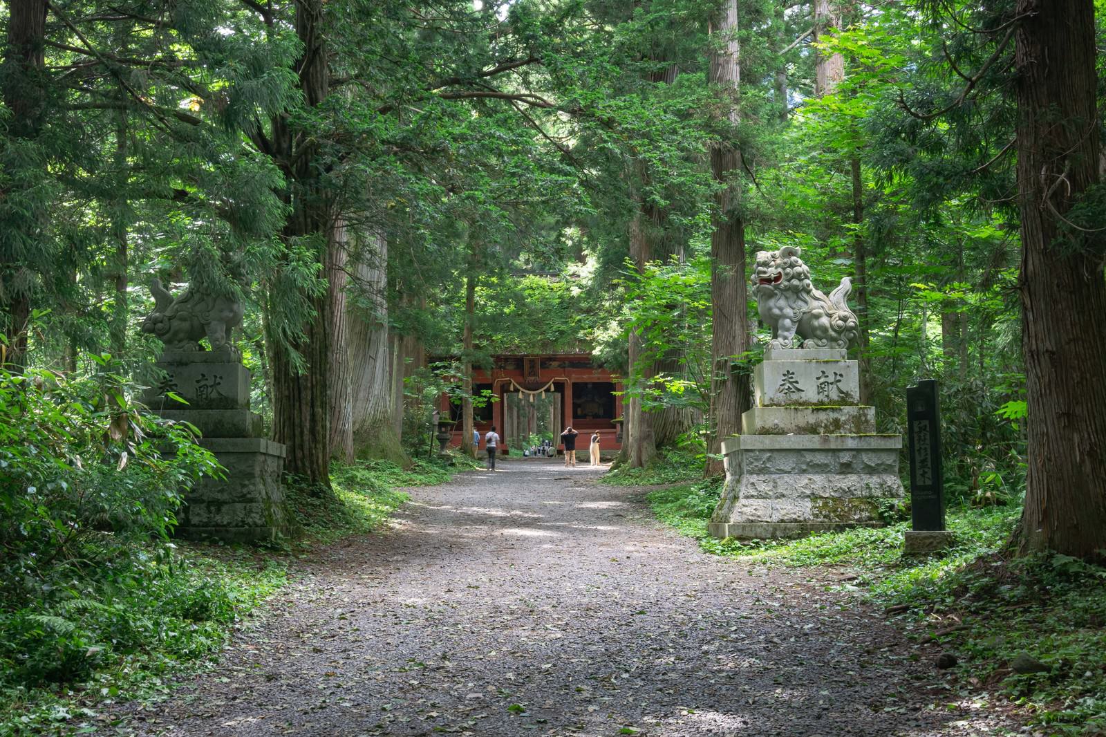 緑豊かな杉並木に囲まれた参道に建つ朱色の隋神門と手前の狛犬