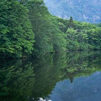 池のほとりに立つ木々の細かな姿も映す鏡池の水面の写真