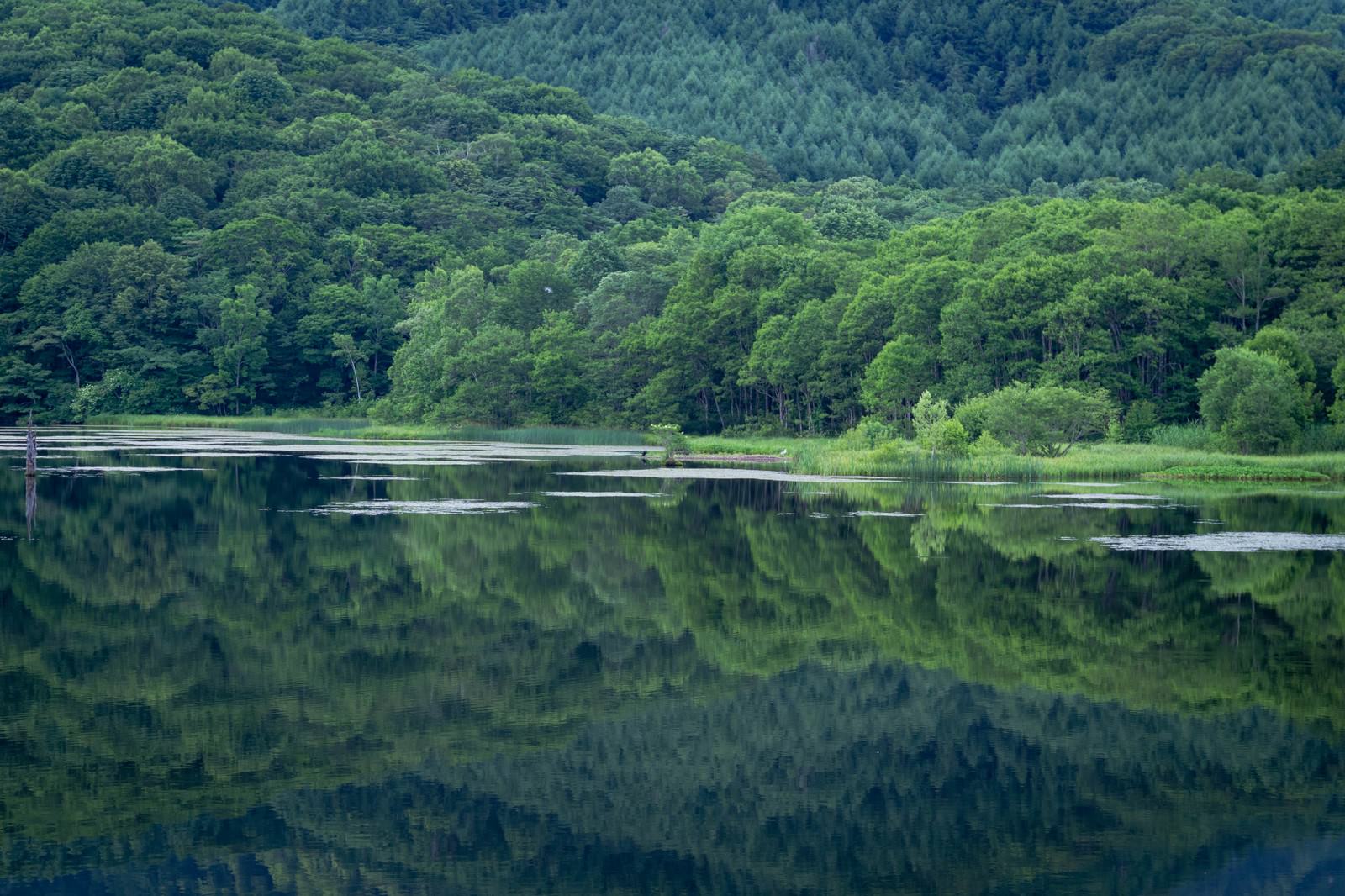 鏡池の静かな水面に映る緑の森林のリフレクション