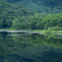 鏡合わせの緑の世界の写真