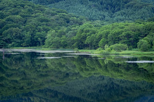 鏡合わせの緑の世界
