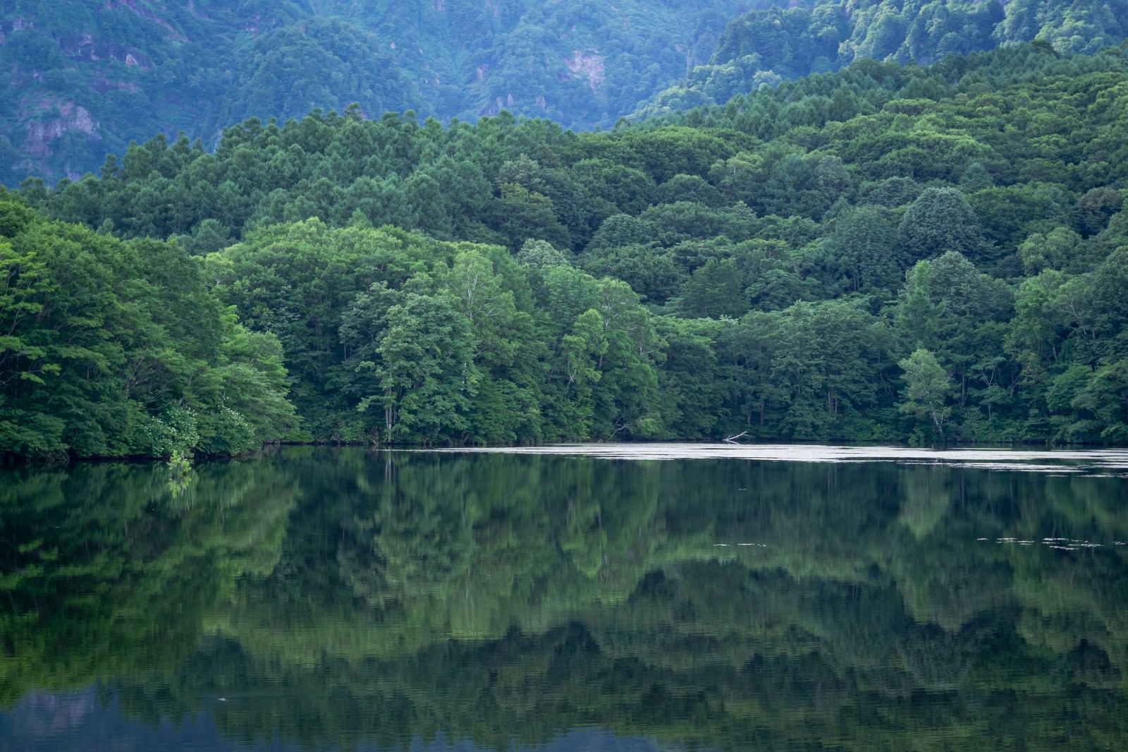緑豊かな山々に囲まれた鏡池の水面に森林が映り込む夏の風景