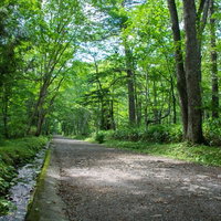 奥社随神門（ずいしんもん）へと続く緑鮮やかな参道の写真