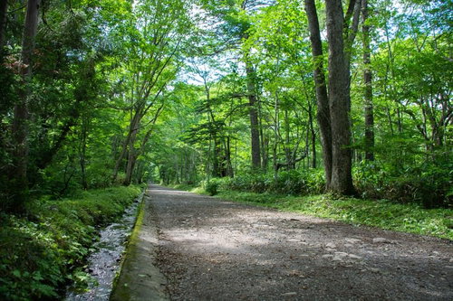 奥社随神門（ずいしんもん）へと続く緑鮮やかな参道