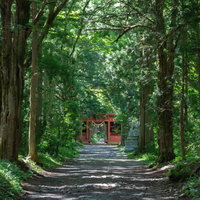 木々に囲まれた参道の先に見える朱色の随神門（ずいしんもん）の写真