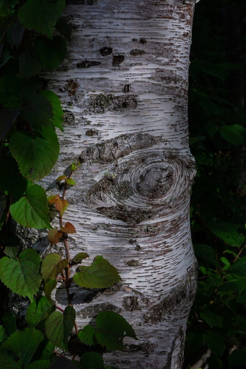 白樺の幹に現れる表情