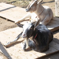 崎野自然公園で日向ぼっこをする白い山羊2頭の写真