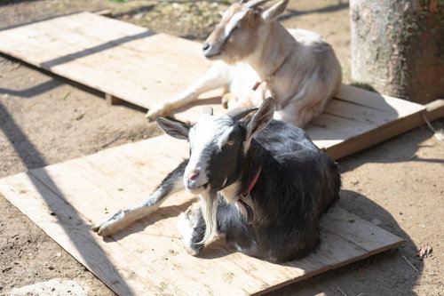 崎野自然公園で日向ぼっこをする白い山羊2頭