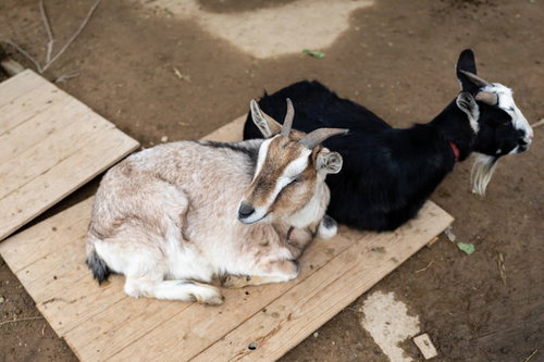 崎野自然公園で飼育される白と黒のヤギ二頭
