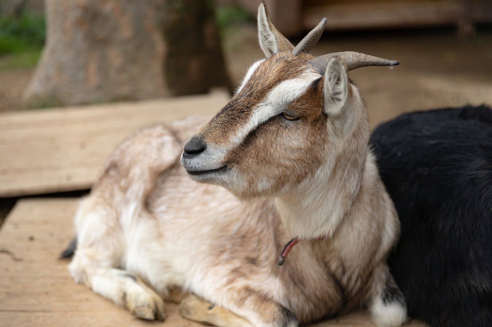木陰でリラックスしている茶色と白の山羊