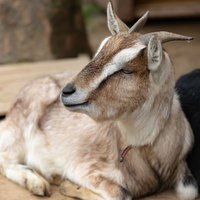 崎野自然公園でのんびりくつろぐ山羊の癒し風景の写真
