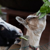 柵越しに緑の葉をむしゃむしゃと食べる山羊の写真