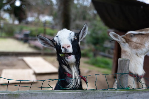 餌をむしゃむしゃ食べるヤギ